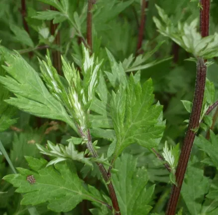 Mugwort Oil 3